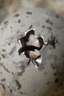Greater black backed gull (Larus marinus) egg hatching, Saltee Islands, County Wexford