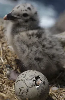 Pal Hermansen Prints: Greater black backed gull (Larus marinus) egg hatching near a chick, Saltee Islands