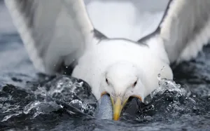 Greater black backed gull (Larus marinus) swallowing large fish, North Atlantic, Flatanger