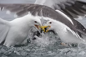 Images Dated 20th June 2008: Two Greater black backed gulls (Larus marinus) fighting, Flatanger, Norway, June 2008
