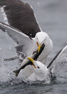 Two Greater black backed gulls (Larus marinus) fighting over fish, Flatanger, Norway