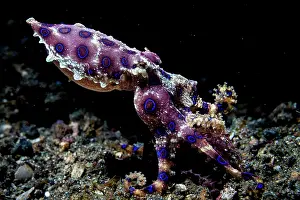 Aposematism Prints: Greater blue ringed octopus (Hapalochlaena lunulata) walking across the sea bed