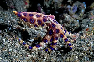Aposematism Prints: Greater blue ringed octopus (Hapalochlaena lunulata) walking across the sea bed
