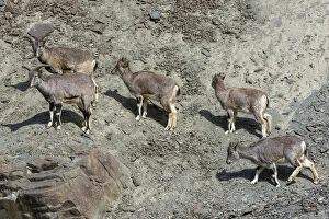 Greater blue sheep (Pseudois nayaur), herd on mountain slope, important prey for snow leopards