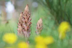 Orobanchaceae Prints: Greater broomrape (Orobanche rapum-genistae) in flower, Nijmegen, The Netherlands. May