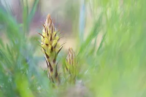 Orobanchaceae Prints: Greater broomrape (Orobanche rapum-genistae) in flower, Nijmegen, The Netherlands. May