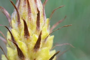 Orobanchaceae Prints: Greater broomrape (Orobanche rapum-genistae) flower, Nijmegen, The Netherlands. May