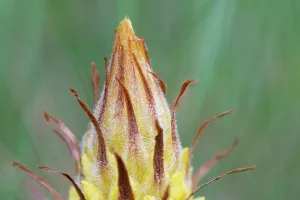 Orobanchaceae Prints: Greater broomrape (Orobanche rapum-genistae) flower, Nijmegen, The Netherlands. May
