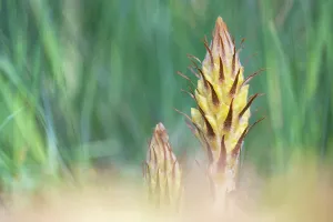 Orobanchaceae Prints: Greater broomrape (Orobanche rapum-genistae) flower, Nijmegen, The Netherlands. May
