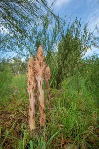 Orobanchaceae Prints: Greater broomrape (Orobanche rapum-genistae) in flower, Nijmegen, The Netherlands. May