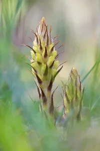 Orobanchaceae Prints: Greater broomrape (Orobanche rapum-genistae) in flower, Nijmegen, The Netherlands. May