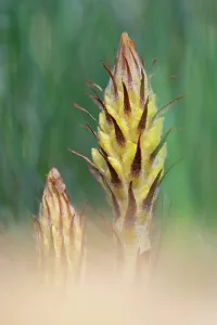 Orobanchaceae Prints: Greater broomrape (Orobanche rapum-genistae) in flower, Nijmegen, The Netherlands. May