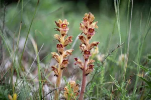 Orobanchaceae Prints: Greater broomrape (Orobanche rapum-genistae) growing on Petty whin (Genista anglica)