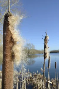 Dispersal Prints: Greater Bullrush / Reedmace (Typha latifolia) with seeds emerging in winter ready