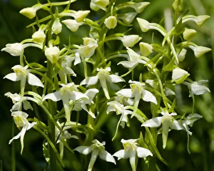 Greater butterfly orchid (Platanthera chlorantha) Lower Woods, Gloucestershire, England