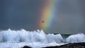 Greater crested tern (Thalasseus bergii) flies over breaking waves on a stormy day