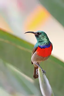 Iridescence Prints: Greater double-collared sunbird (Cinnyris afer) male