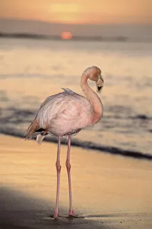 Flamingos Collection: Greater flamingo on beach at sunset, Galapagos Islands