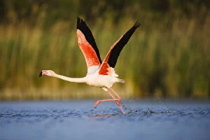 Greater flamingo (Phoenicopterus roseus) taking off from lagoon, Camargue, France