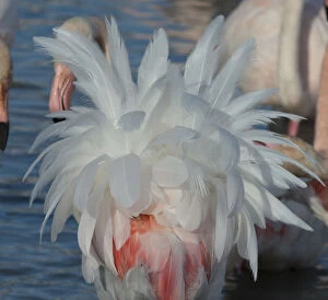 Images Dated 3rd March 2015: Greater flamingo (Phoenicopterus roseus) feathers, Pont de Gau Ornithological Park