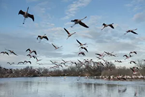 Greater flamingo (Phoenicopterus roseus) flock in flight, Pont de Gau Ornithological Park