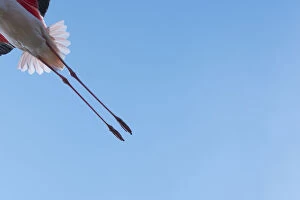 2020 January Highlights Gallery: Greater flamingo (Phoenicopterus roseus) legs of bird in flight, Pont Du Gau Park