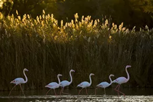 Images Dated 27th August 2019: Greater flamingo (Phoenicopterus roseus) Pont Du Gau Park, Camargue, France