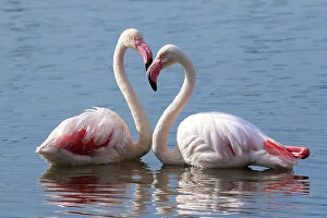 Greater flamingo (Phoenicopterus roseus) pair at rest in water, Cape Town, South Africa