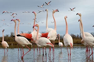 August 2023 Highlights Collection: Greater flamingo (Phoenicopterus roseus) flock standing in lake as others fly overhead