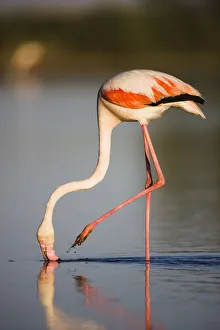 Images Dated 6th May 2009: Greater flamingo (Phoenicopterus roseus) feeding, Pont du Gau, Camargue, France, May 2009