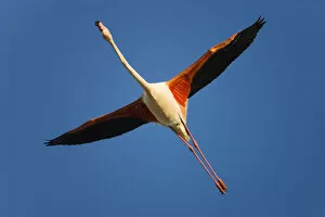 Images Dated 22nd April 2009: Greater flamingo (Phoenicopterus roseus) in flight, Camargue, France, April 2009