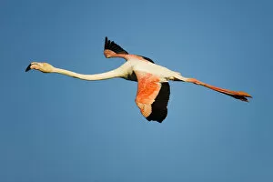 Images Dated 23rd April 2009: Greater flamingo (Phoenicopterus roseus) in flight, Camargue, France, April 2009