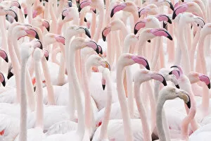 2020 January Highlights Gallery: Greater flamingo (Phoenicopterus roseus) flock, Pont Du Gau Park, Camargue, France