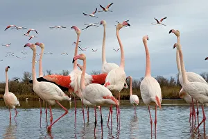 August 2023 Highlights Prints: Greater flamingo (Phoenicopterus roseus) flock standing in lake as others fly overhead and one bird flaps its wings