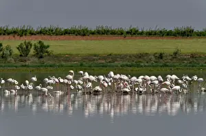 Phoenicopteridae Prints: Greater flamingo (Phoenicopterus roseus) flock standing in shallow water