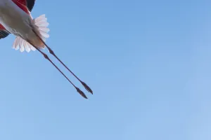Legs Prints: Greater flamingo (Phoenicopterus roseus) legs of bird in flight, Pont Du Gau Park