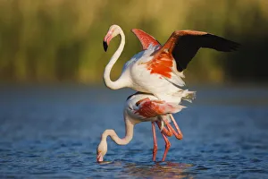 Flamingos Prints: Greater flamingo (Phoenicopterus roseus) pair mating, in lagoon, Pont Du Gau, Camargue