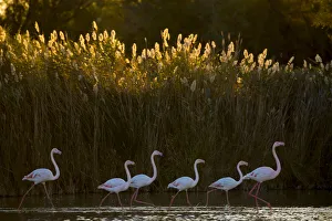 Greater flamingo (Phoenicopterus roseus) Pont Du Gau Park, Camargue, France
