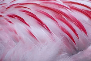 Flamingos Gallery: Greater flamingo (Phoenicopterus ruber) close-up of back, captive