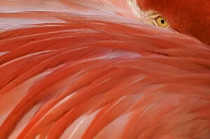 Greater flamingo (Phoenicopterus ruber) head sticking out from behind wing, captive