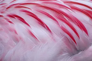 Flamingos Prints: Greater flamingo (Phoenicopterus ruber) close-up of back, captive