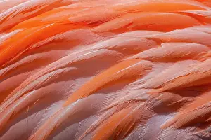 Phoenicopterus Ruber Ruber Prints: Greater flamingo (Phoenicopterus ruber) feathers detail, Bonaire, The Caribbean