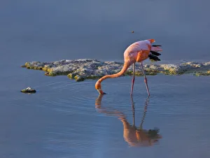 Flamingos Prints: Greater flamingo {Phoenicopterus ruber} feeding in coastal lagoon, Isabela Island