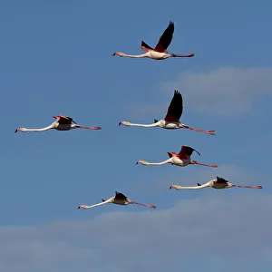 Greater flamingo (Phoenicopterus ruber) flock in flight, Pont de Gau, Camargue, France