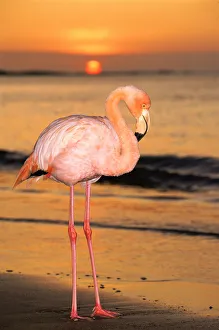 2009 Highlights Collection: Greater flamingo at sunset on beach {Phoenicopterus ruber} Floreana Island Galapagos