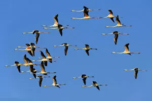 Greater flamingoA (Phoenicopterus roseus), flock in flight, Rajasthan, India
