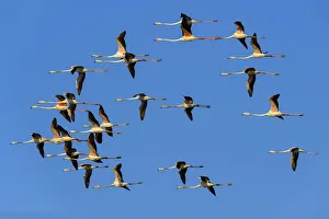 Axel Gomille Collection: Greater flamingoA(Phoenicopterus roseus), flock in flight, Rajasthan, India
