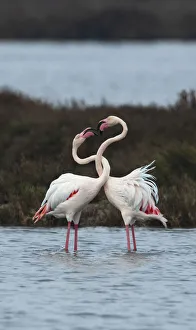 2020 April Highlights Prints: Greater flamingoes (Phoenicopterus roseus) males twisting their necks together