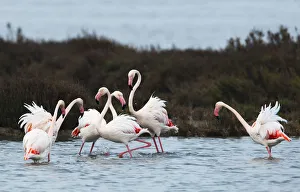 Greater flamingoes (Phoenicopterus roseus) meeting and selecting mates in a disused salt