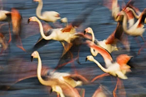 Flamingos Gallery: Greater flamingos (Phoenicopterus roseus) taking off from lagoon, Camargue, France